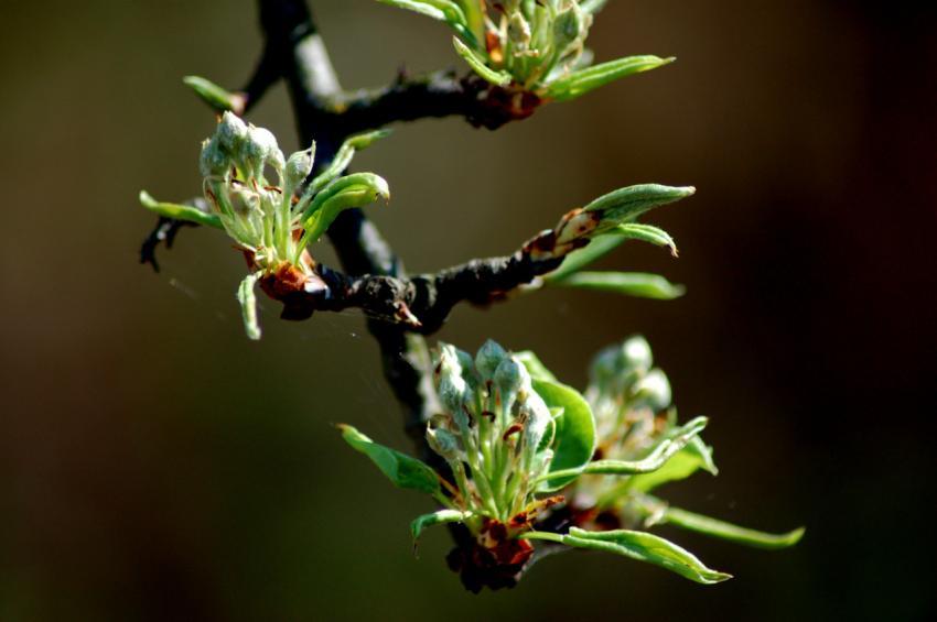 spring bloom