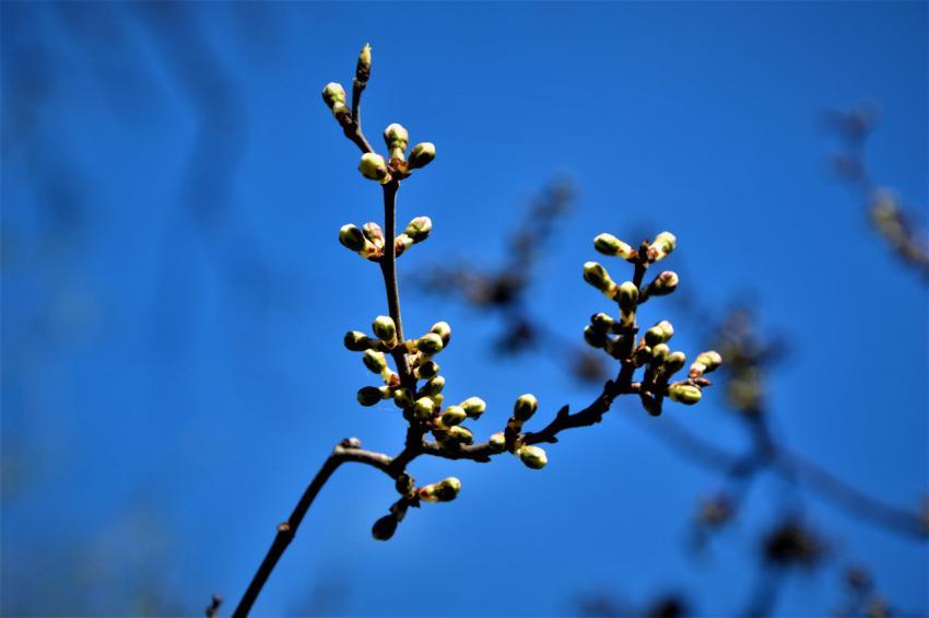 branch against the sky