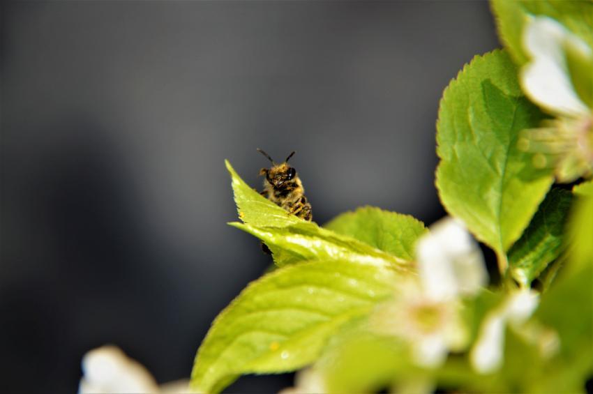 bee on a branch