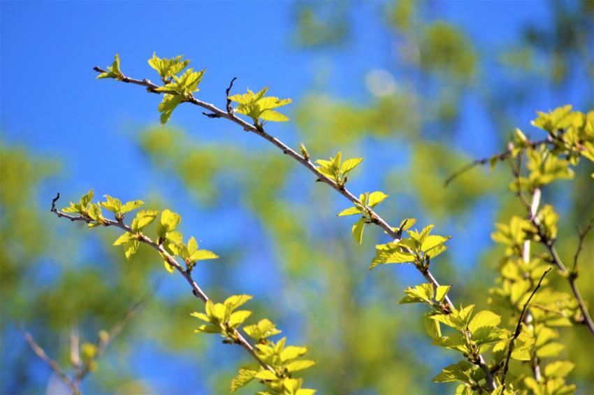 Spring
