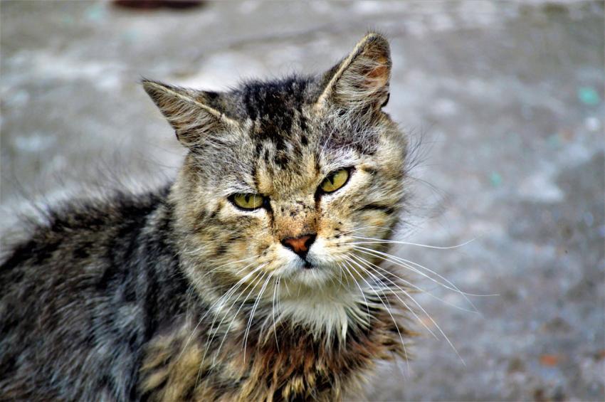 Cat