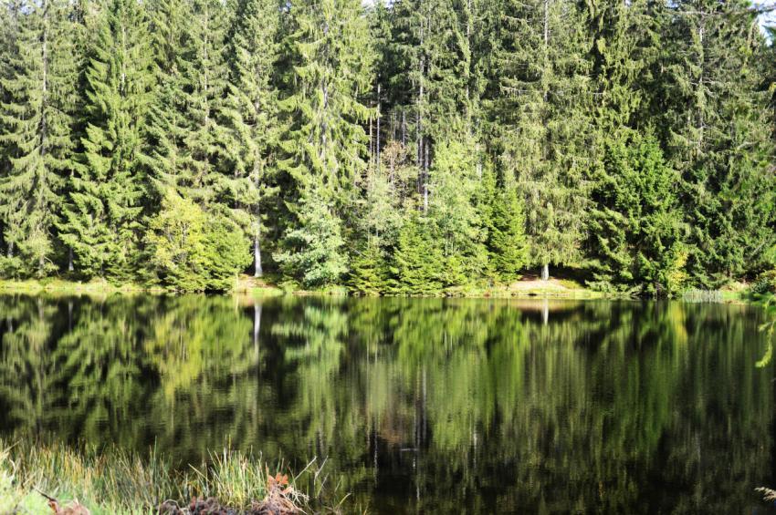 spruce