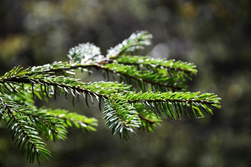 spruce