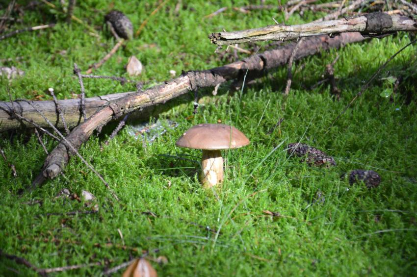 mushrooms