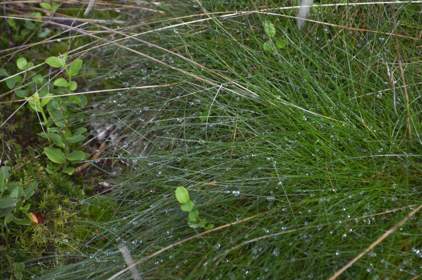 grass