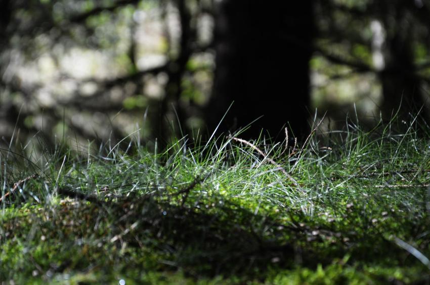 grass