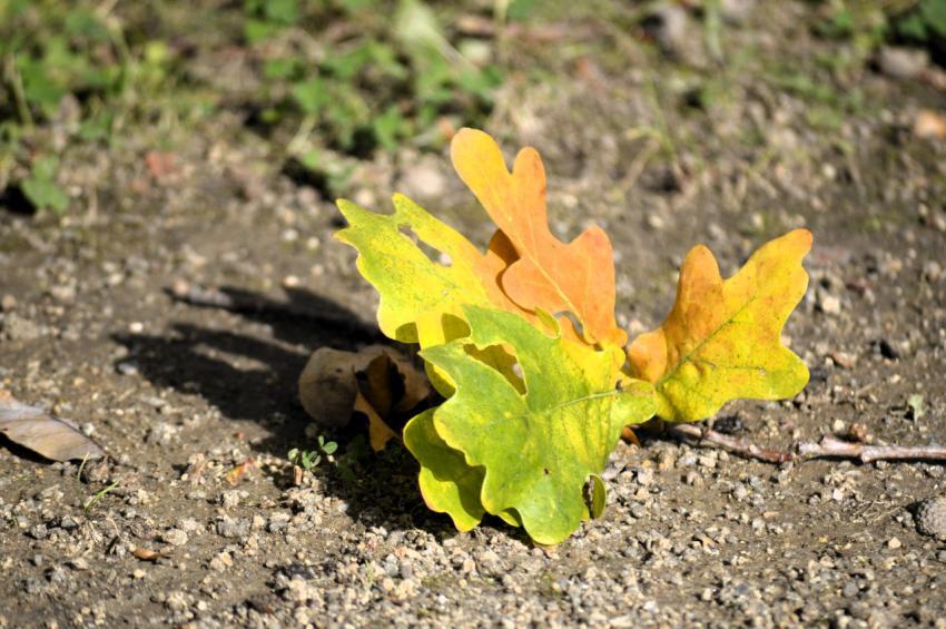 Leaves