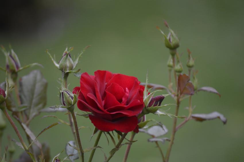 Rose