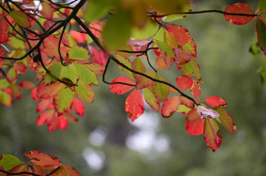 autumn
