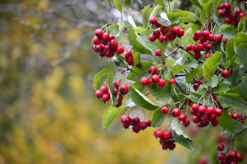 berries