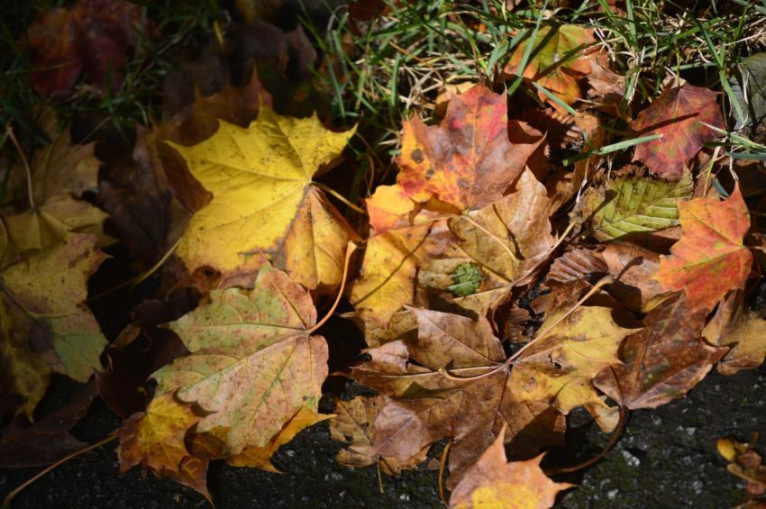leaves