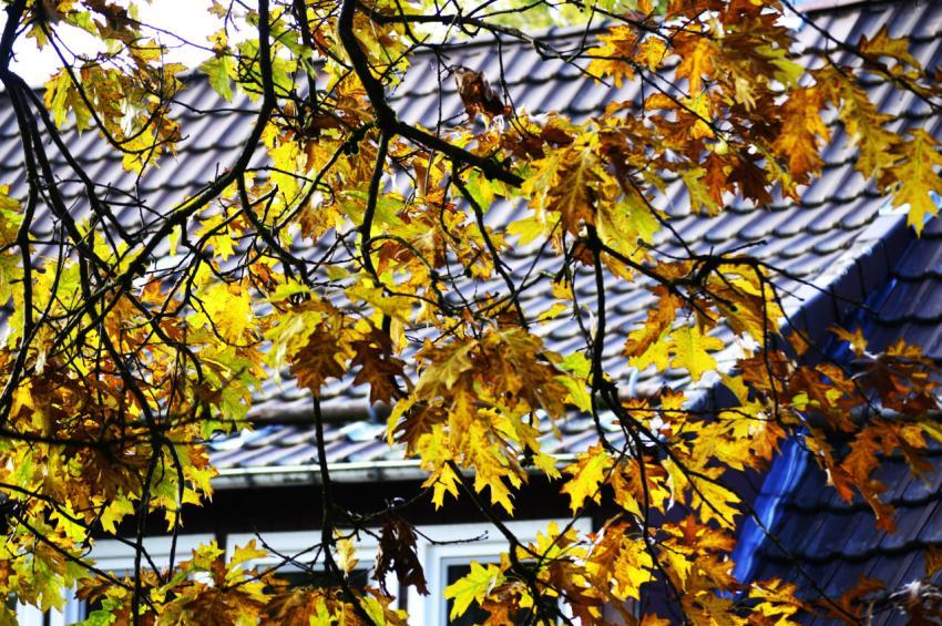 autumn