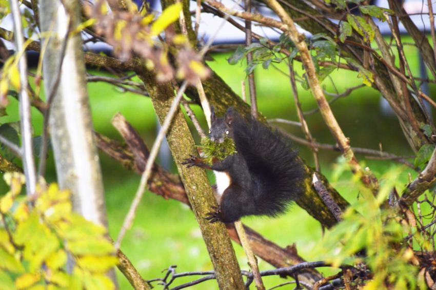 Squirrel