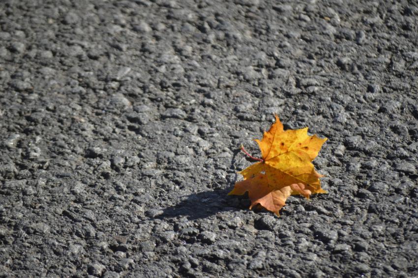 leaf