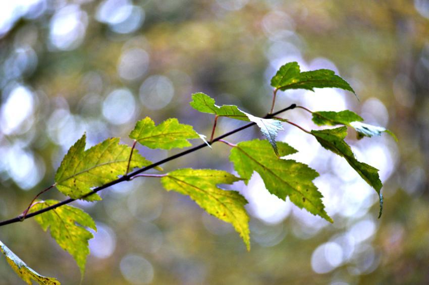autumn