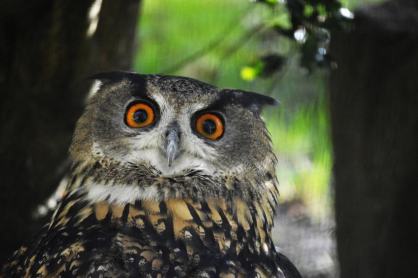 owl