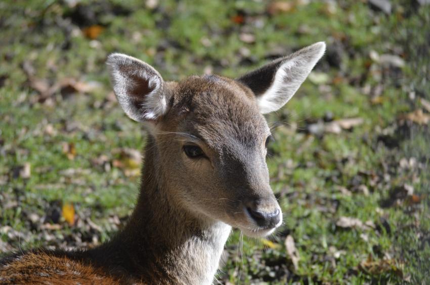 fawn