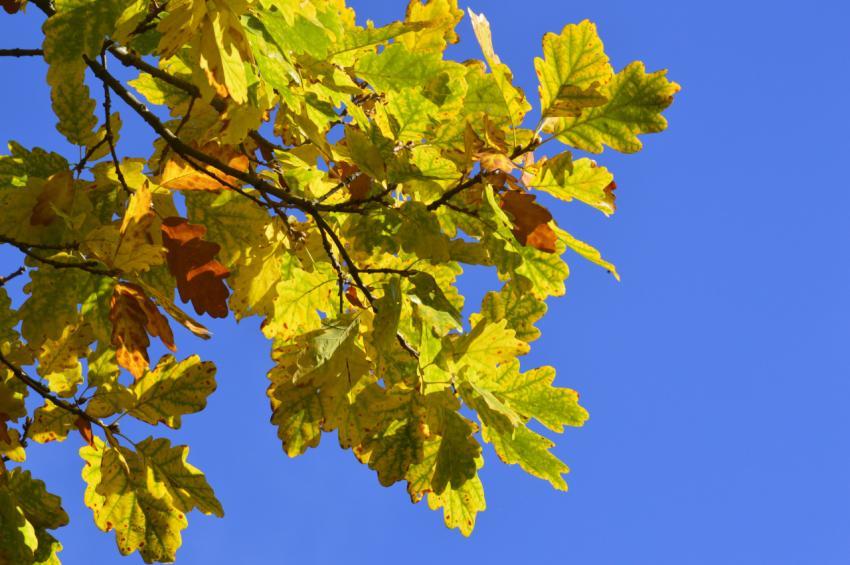 autumn