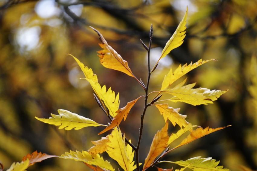 autumn