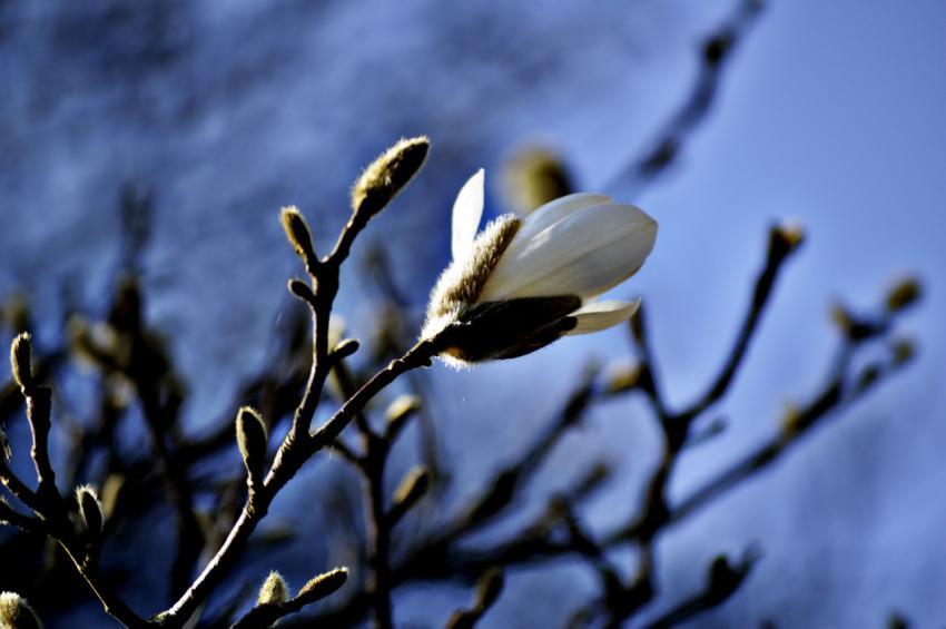 Bloom
