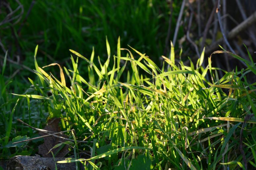 grass closeup