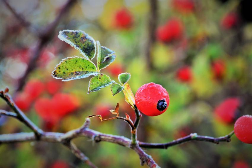 Red berry closeup