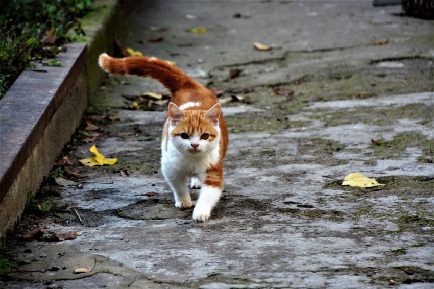 Little red-white cat