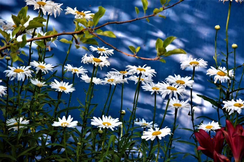 flowers on the background of water