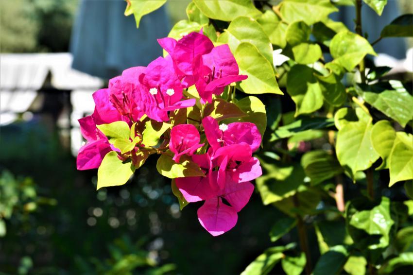 pink flowers
