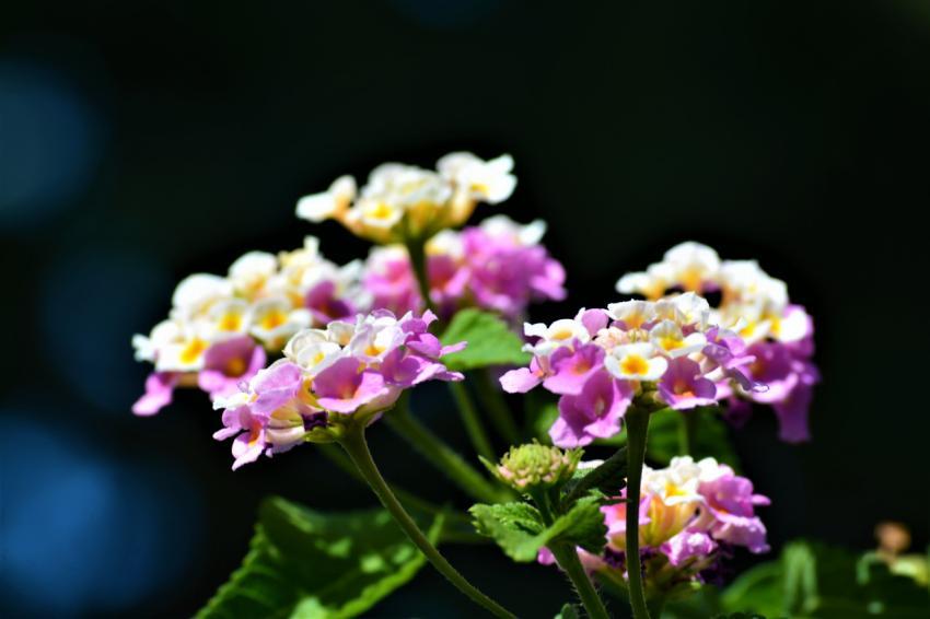 flowers close up