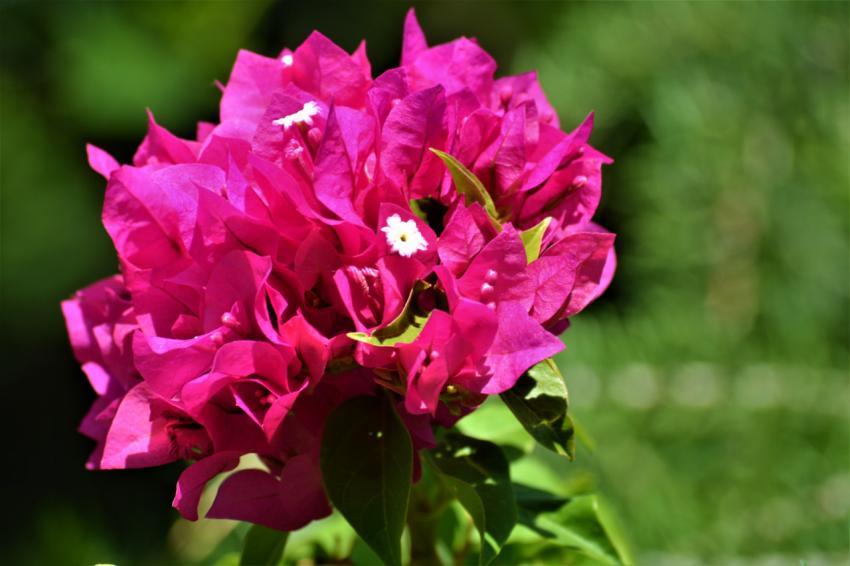 pink flower