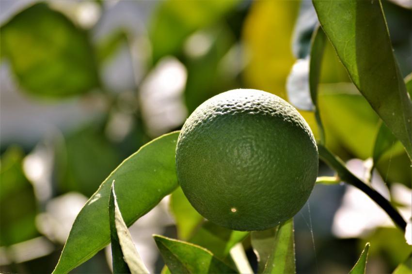 Green orange