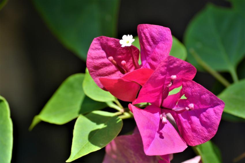 pink flowers