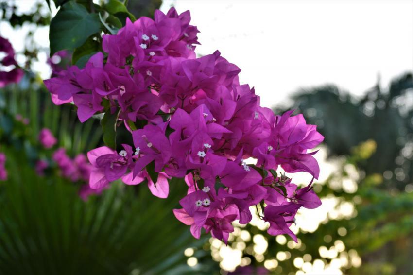 purple flowers