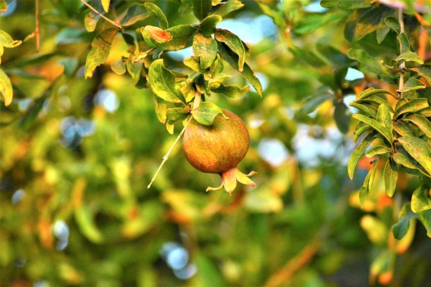 small pomegranate
