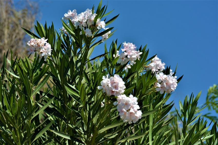 white flowers