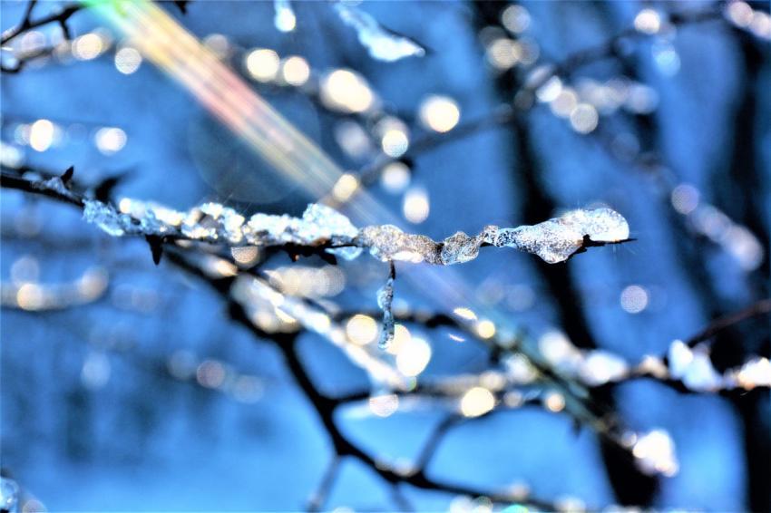 snow on a branch, light artifact