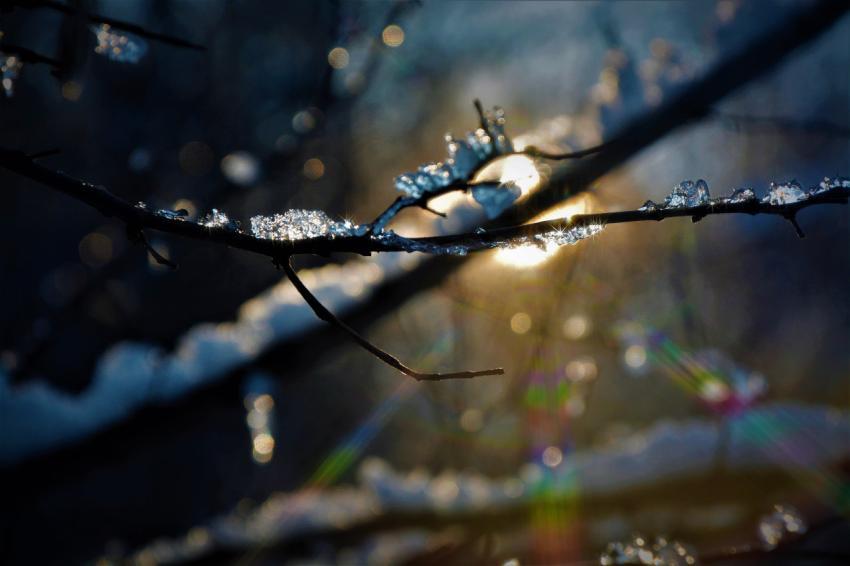ice on a branch against the backdrop of a ray of sunshine