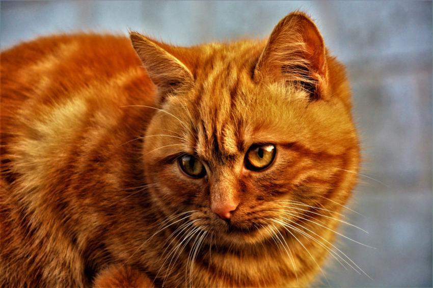Red-headed cat
