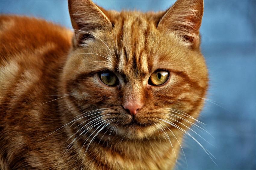 Red-headed cat