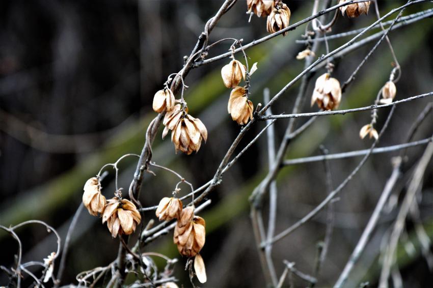 branches