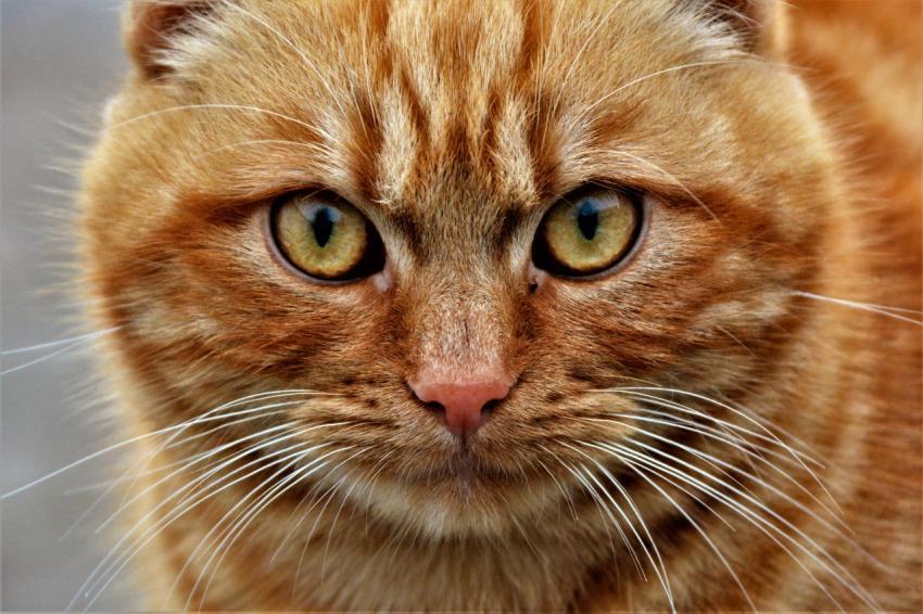 red cat