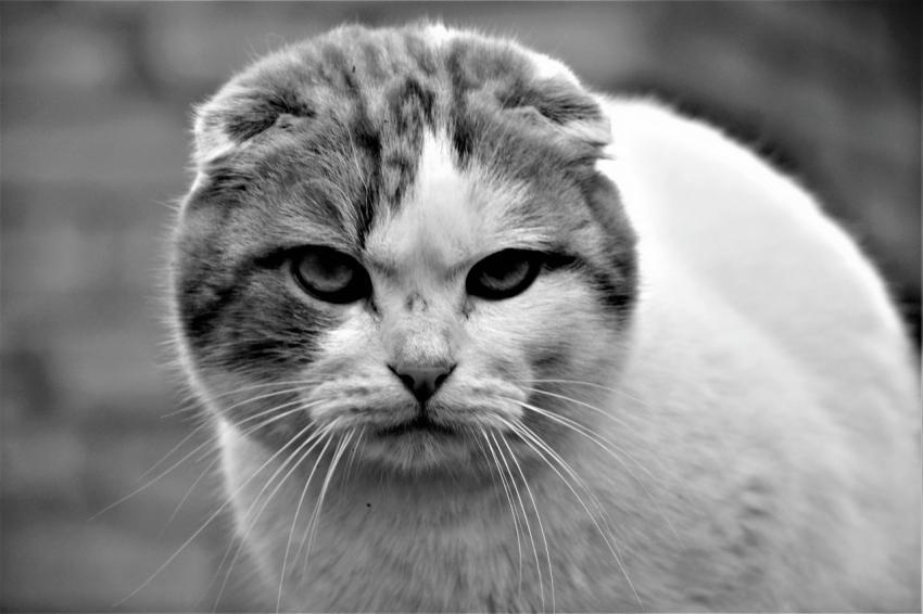 Cat bw photo