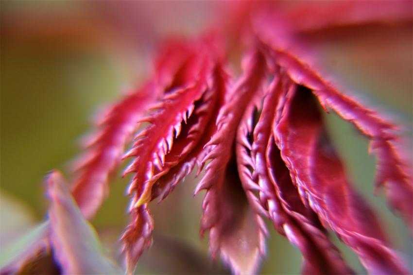 Flora