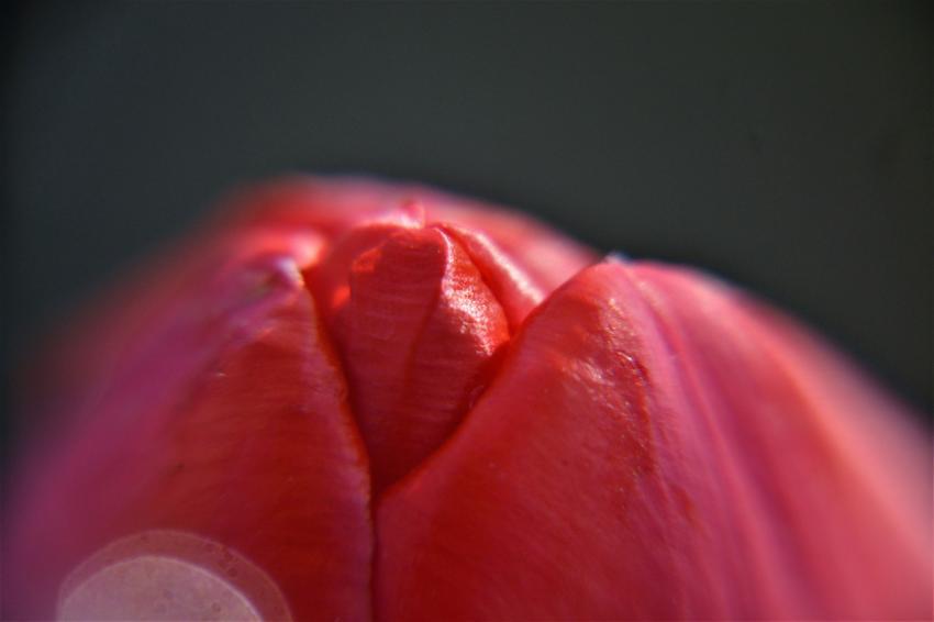 Macro