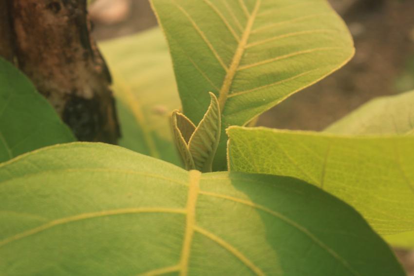 Emerging Elegance: Javanese Teak Leaf Bud
