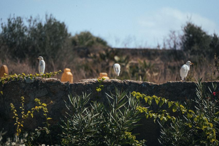 Group of birds sitting on top of a stone wall