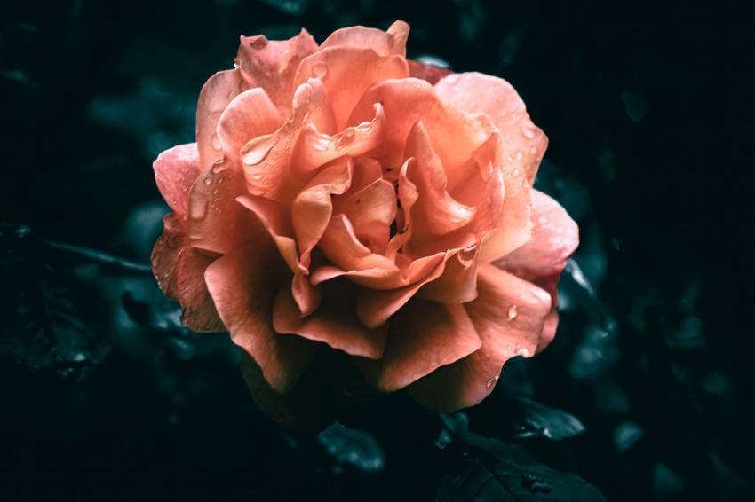 rose with water droplets on it