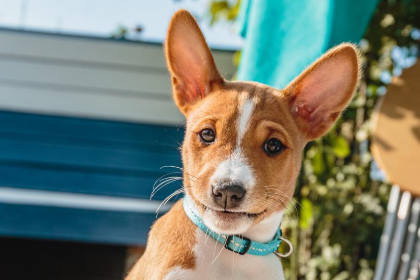 Basenji dog puppy close up portrait looking at camera