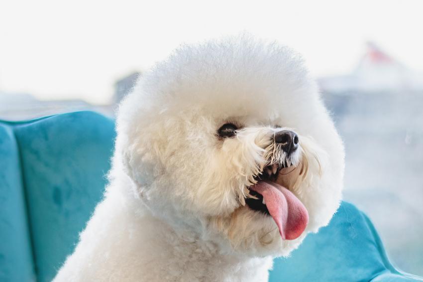 Dog looking at camera after hair brushing at professional grooming service